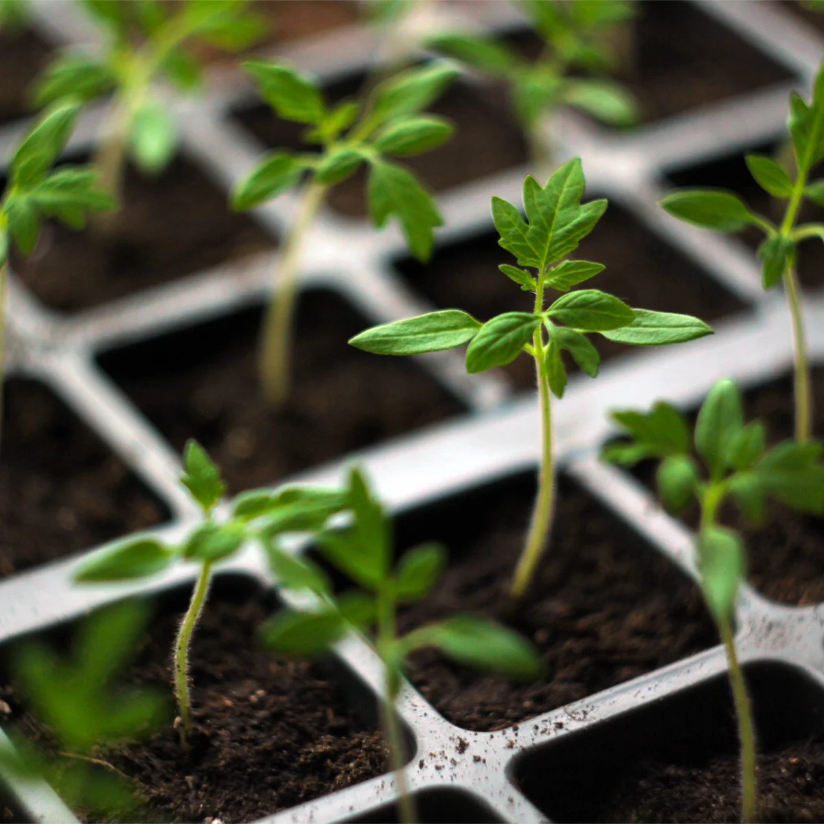 CZ Grain — rare-plant seedlings in a propagation tray